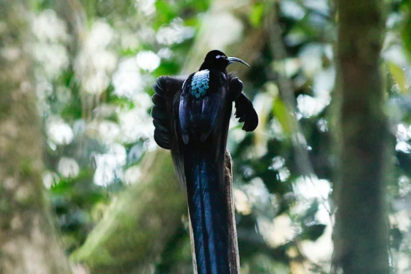 Black Sicklebill West Papua by David Beadle