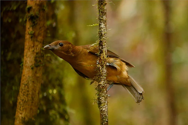 Vogelkop Bowerbird-West Papua by David Beadle