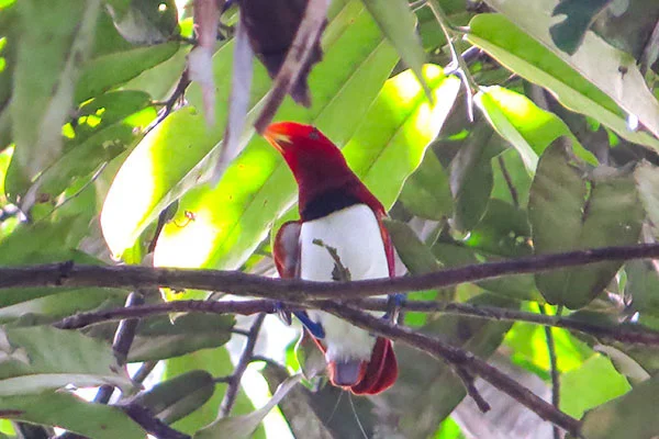 West Papua Birding 28D27N