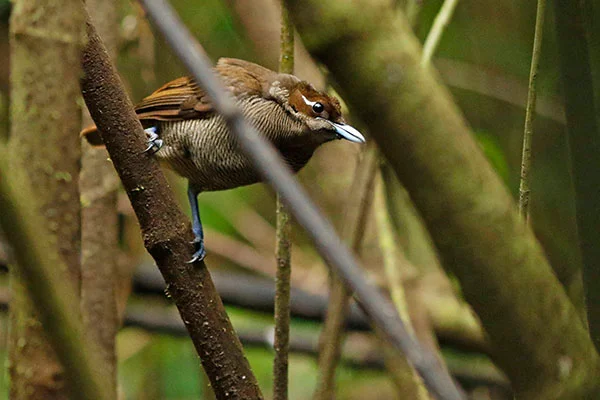 Magnificent Bird-of-Paradise (female) West Papua by David Beadle
