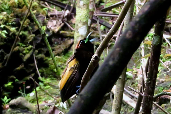Magnificent Bird-of-Paradise (male) Arfak West Papua by Royke Mananta