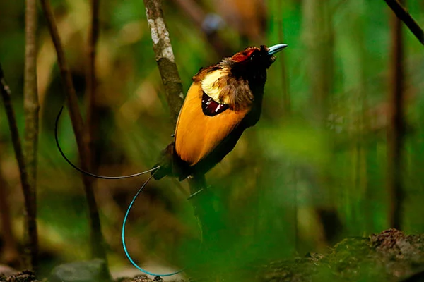 Magnificent Bird-of-Paradise (male) West Papua by RDavid Beadle