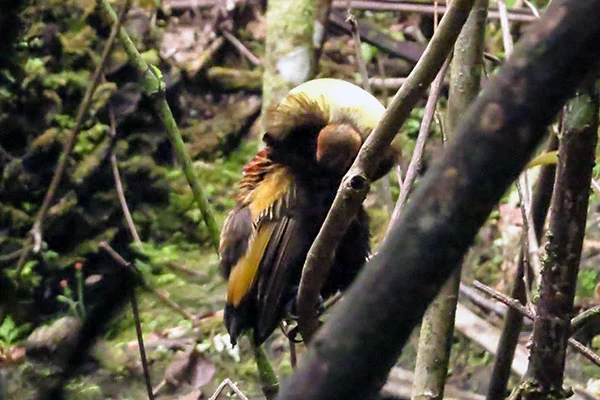 Magnificent Bird-of-Paradise (male) Arfak West Papua by Royke Mananta