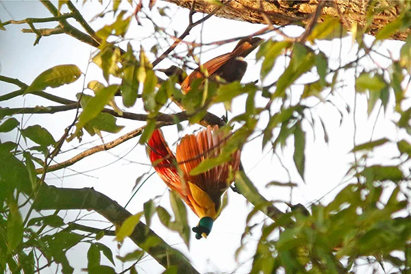 Red Bird-of-Paradise (male) West Papua by David Beadle
