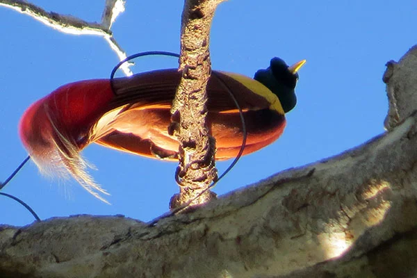 Red Bird-of-Paradise- Papua by Royke Mananta
