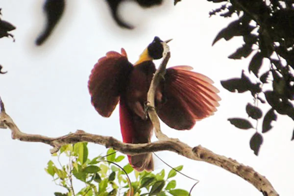 West Papua Birding 26D25N