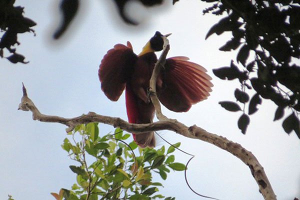 Red Bird-of-Paradise- Papua by Royke Mananta