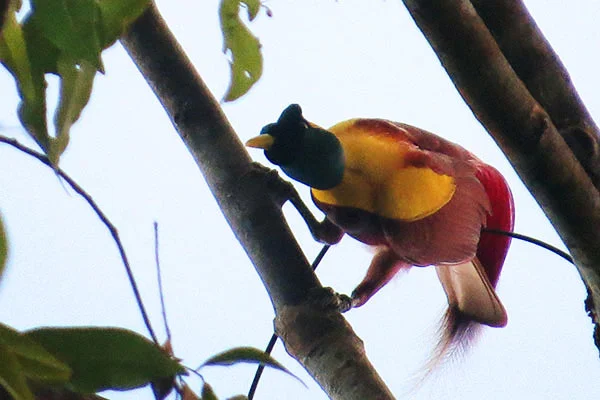 Red Bird-of-Paradise (male) West Papua by David Beadle