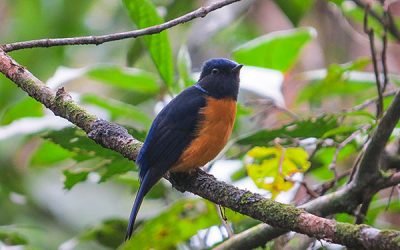 West Java – Sumatera Birding 21D20N