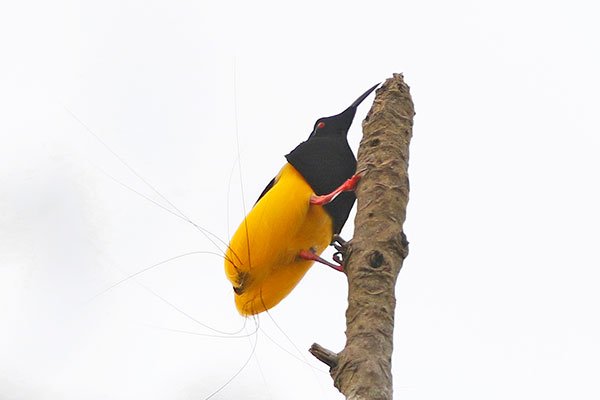 Twelve-wired Bird-of-Paradise (male) West Papua by Royke Mananta