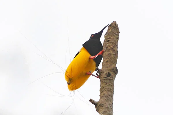 Twelve-wired Bird-of-Paradise (male) West Papua by Royke Mananta