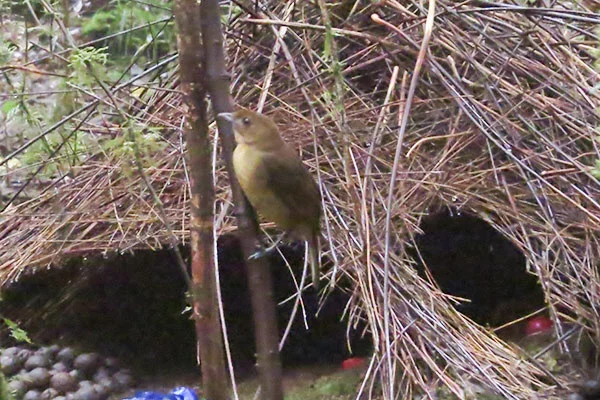 Vogelkop Bowerbird (male) by Royke Mananta