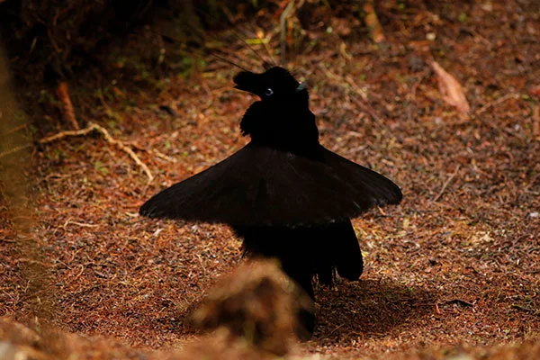 Western Parotia (male) West Pappua by David Beadle