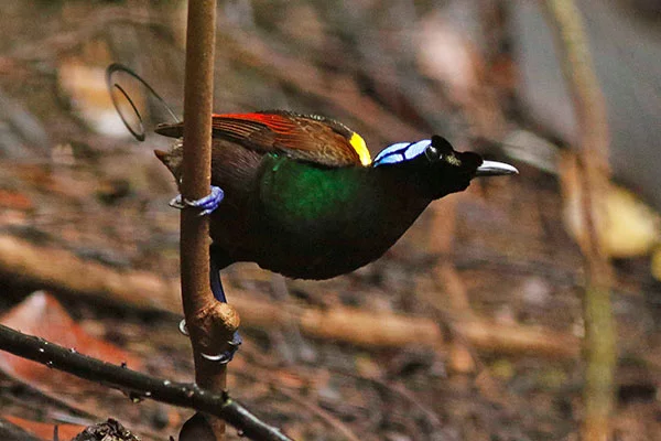 Wilson's Bird-of-Paradise (male) West Papua by David Beadle