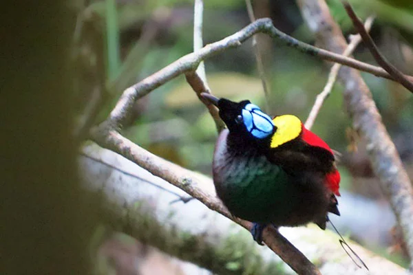 Wilson's Bird-of-Paradise- West Papua by Royke Mananta