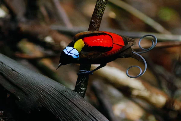 Wilson's Bird-of-Paradise (male) West Papua by David Beadle